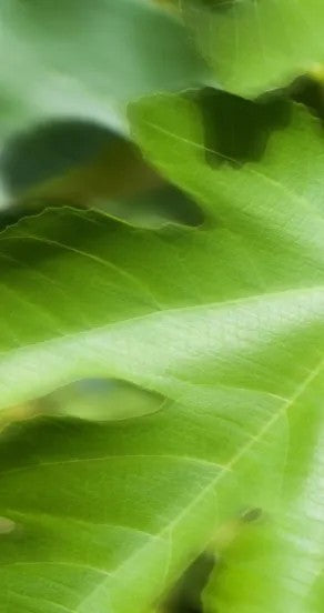 Perfume Oil - Craving the Moment, 10ml