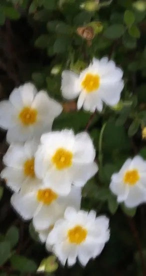 Perfume Oil - Craving the Moment, 10ml