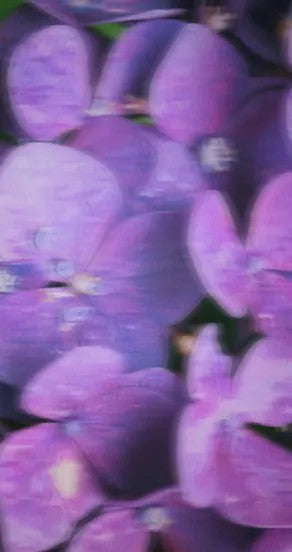 Perfume Oil - Incognito, 10ml