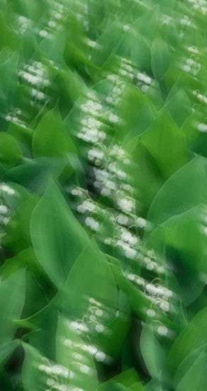 Perfume Oil - Mellow Pitch, 10ml