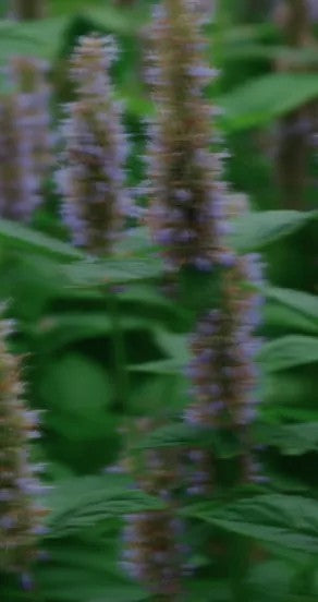 Spray Perfume - Ego Rex, 15ml, 50ml